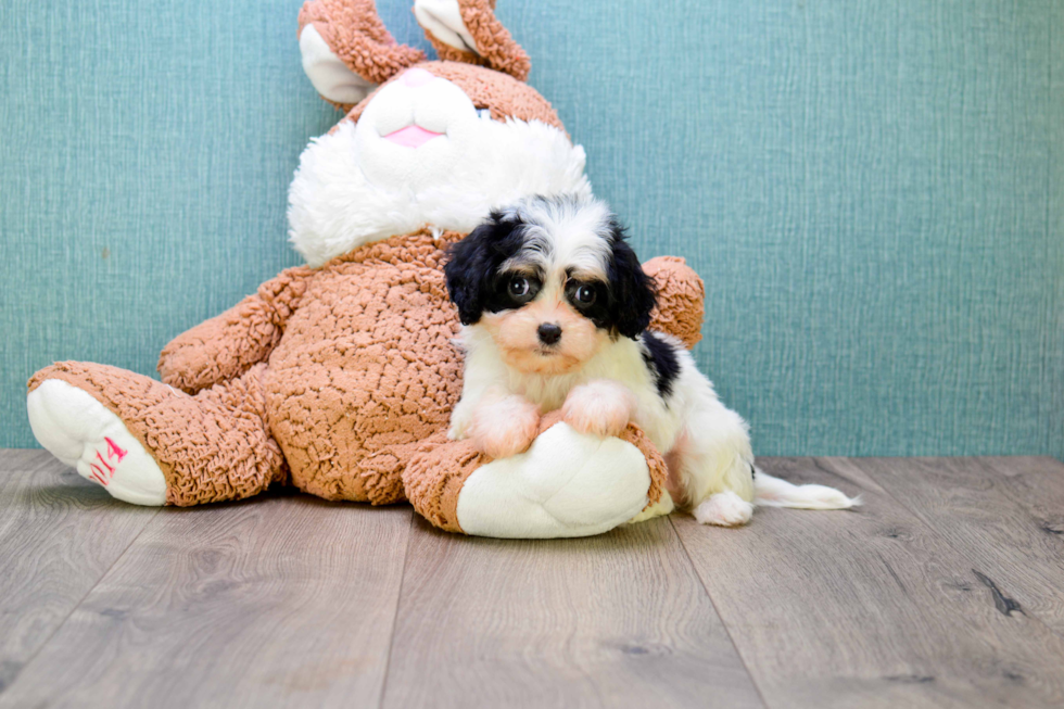 Cavachon Puppy for Adoption