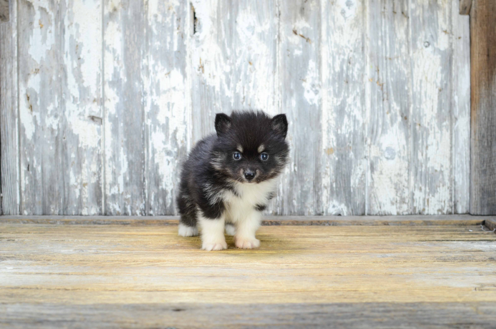 Little Mini Husky Designer Puppy