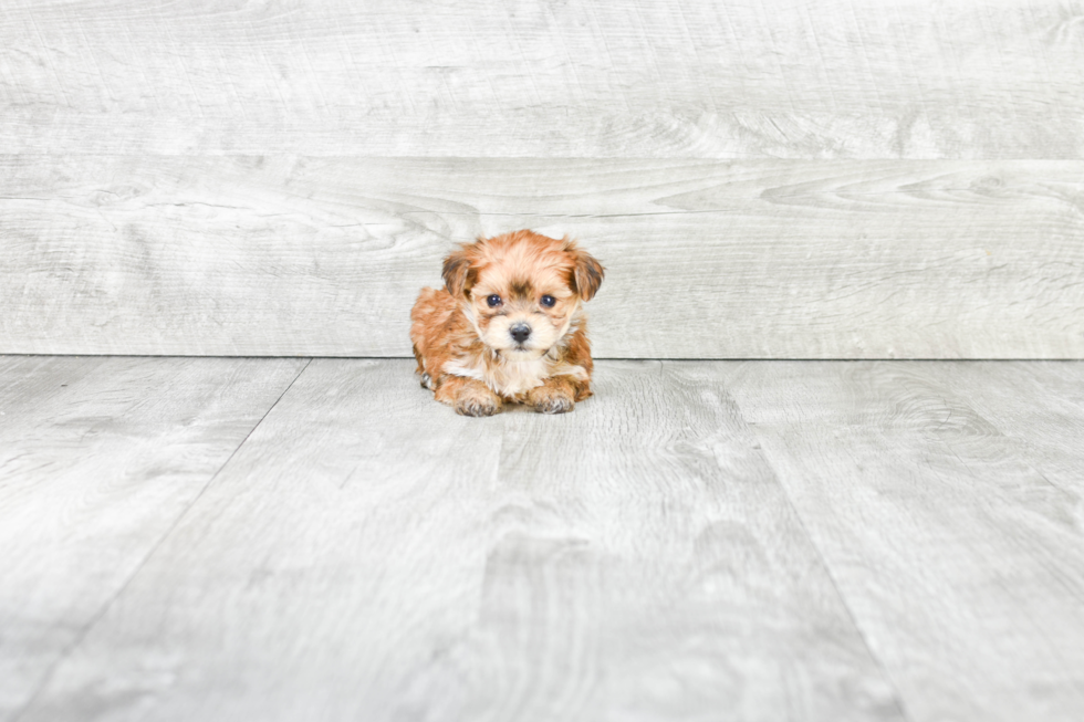 Morkie Pup Being Cute