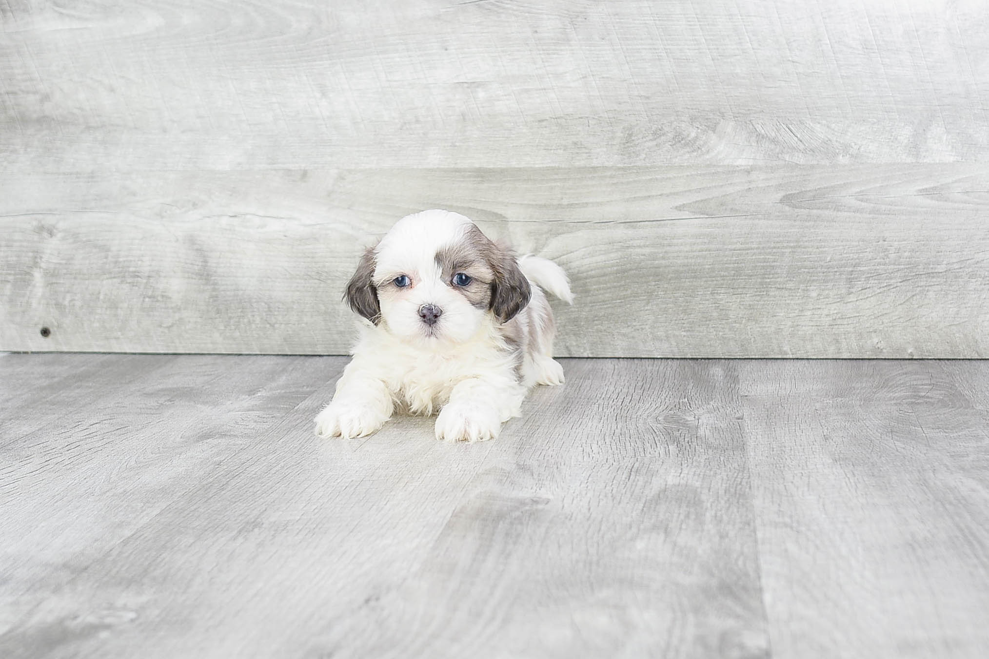 Smart Teddy Bear Designer Pup
