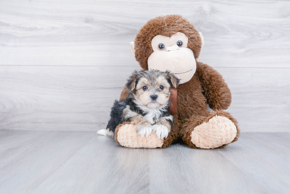 Morkie Pup Being Cute