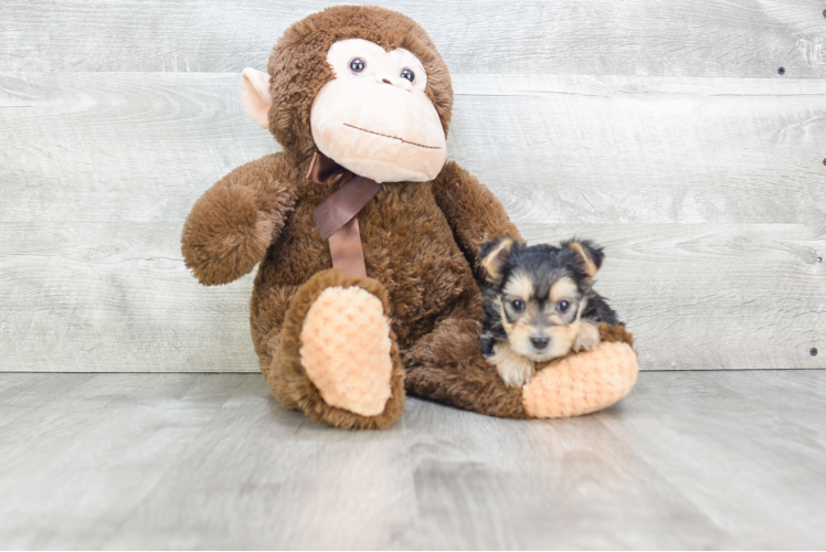 Morkie Pup Being Cute