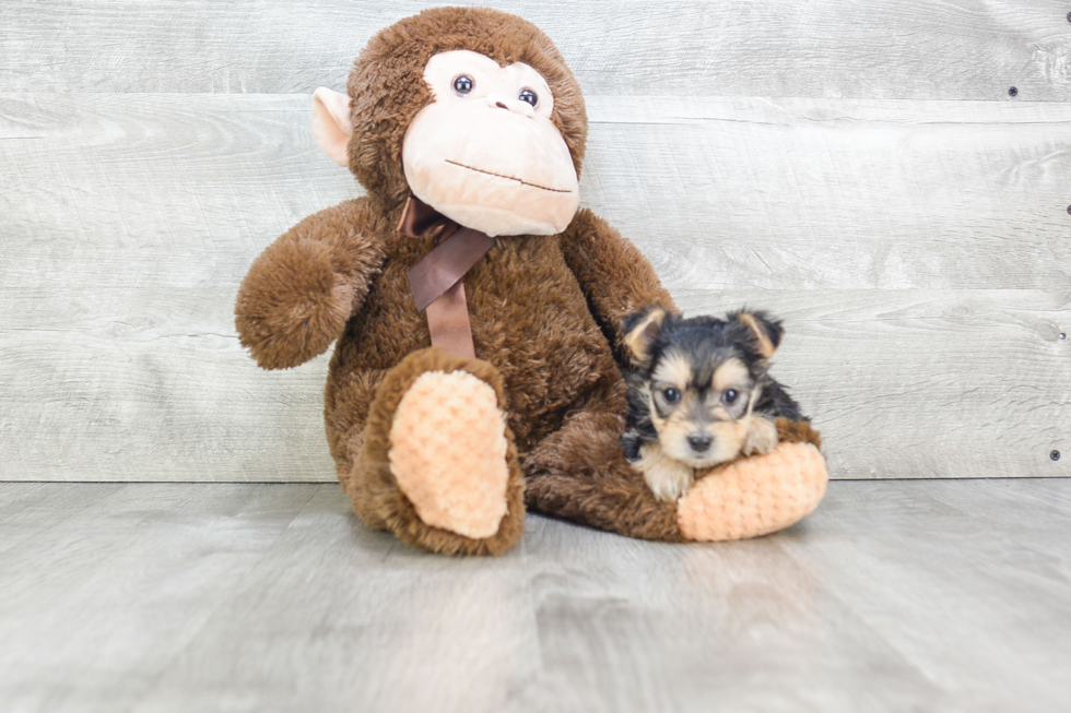 Morkie Pup Being Cute