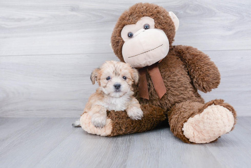 Smart Morkie Designer Pup