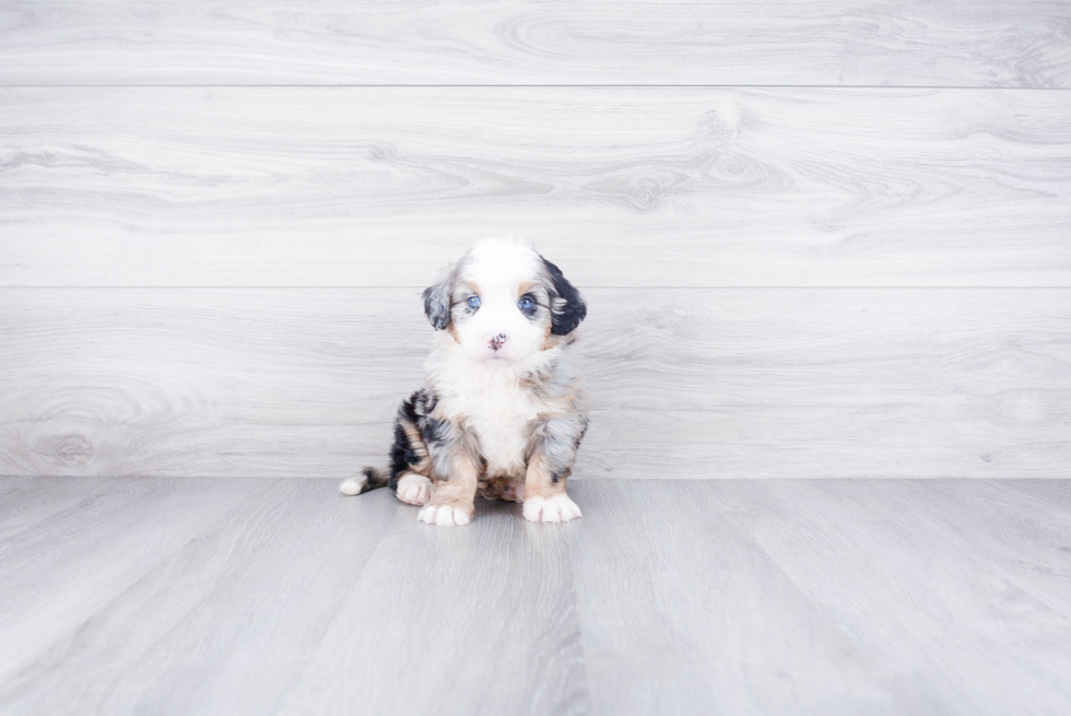 Mini Bernedoodle Puppy for Adoption