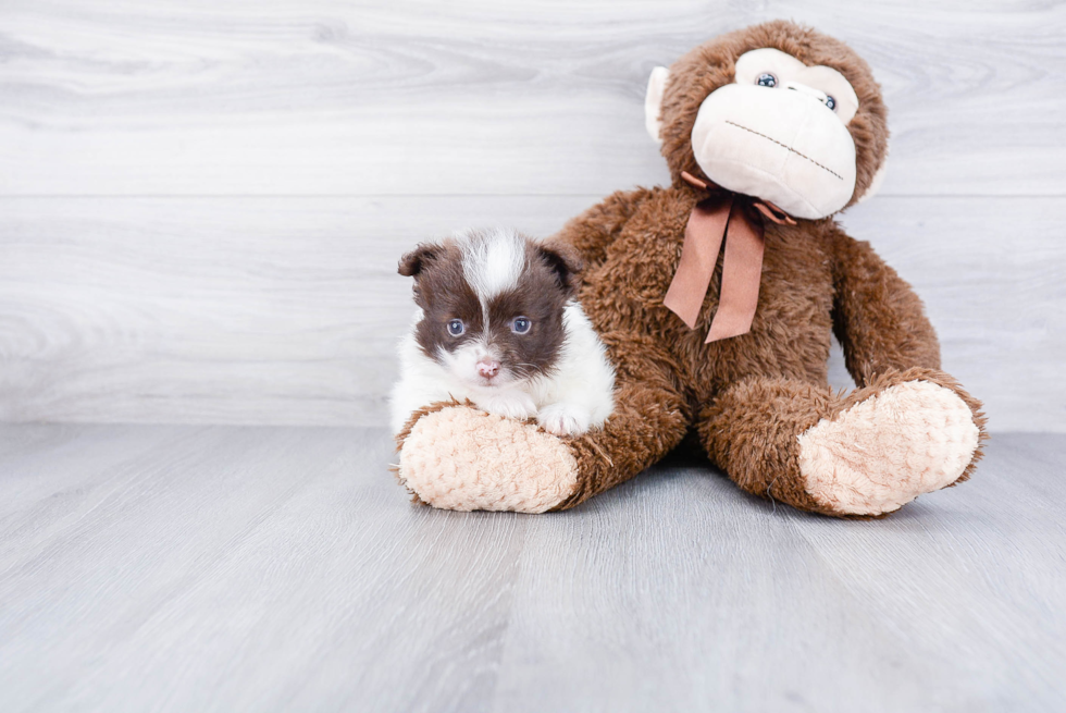 Little Pomeranian Baby