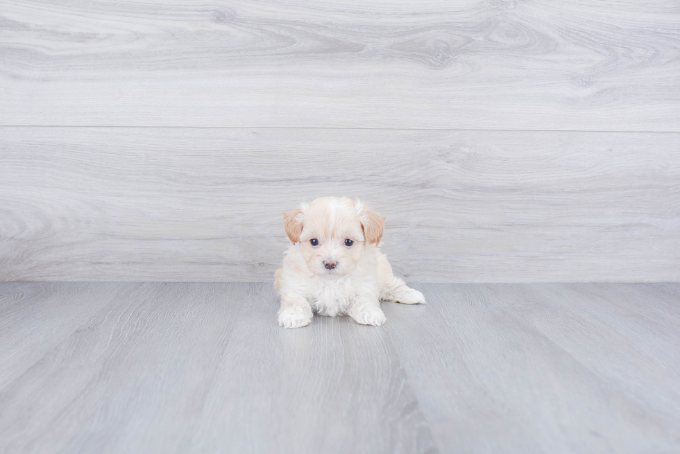Best Maltipoo Baby