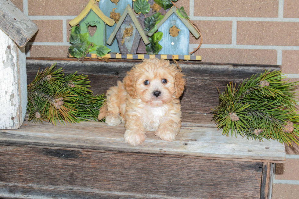 Cavachon Puppy for Adoption