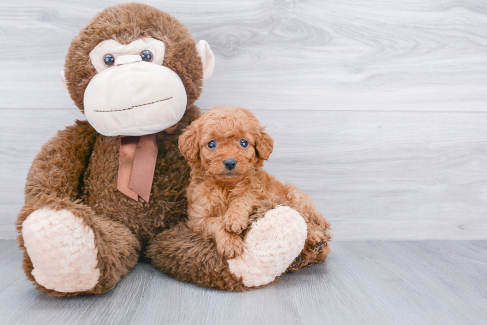 Adorable Golden Retriever Poodle Mix Puppy