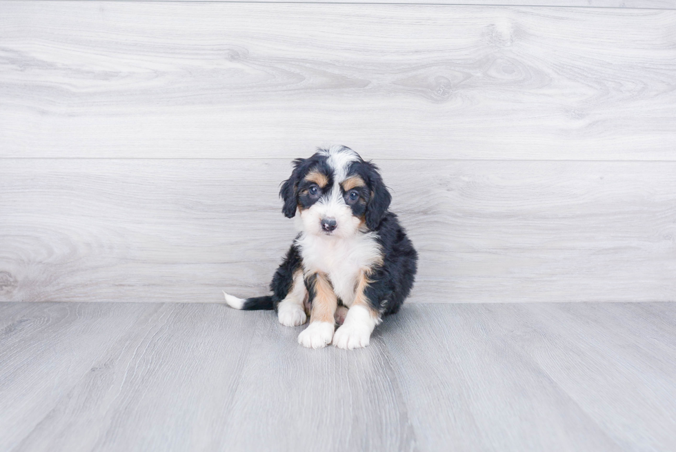 Best Mini Bernedoodle Baby