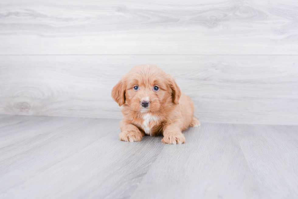 Mini Bernedoodle Pup Being Cute