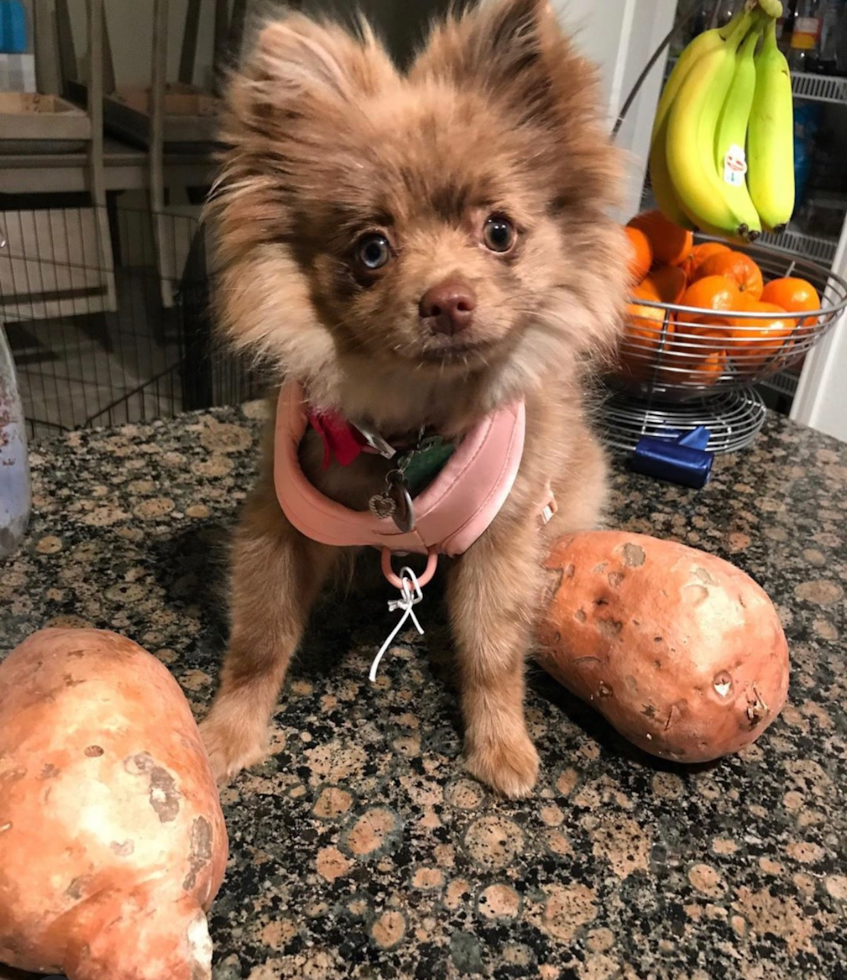 Pomeranian Being Cute