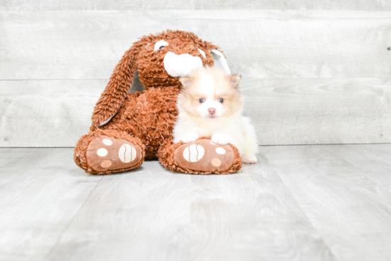 Hypoallergenic Pomeranian Baby