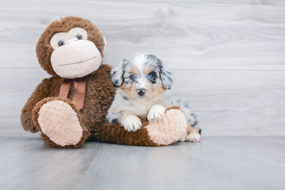 Adorable Aussiepoo Poodle Mix Puppy
