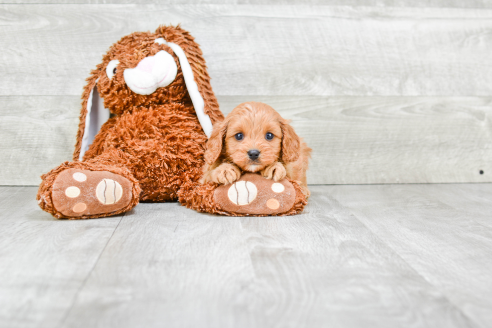 Best Cavapoo Baby