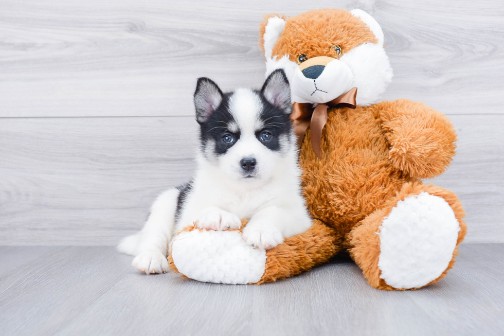 Pomsky Puppy for Adoption