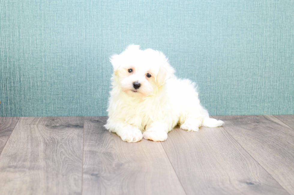 Popular Maltipoo Poodle Mix Pup