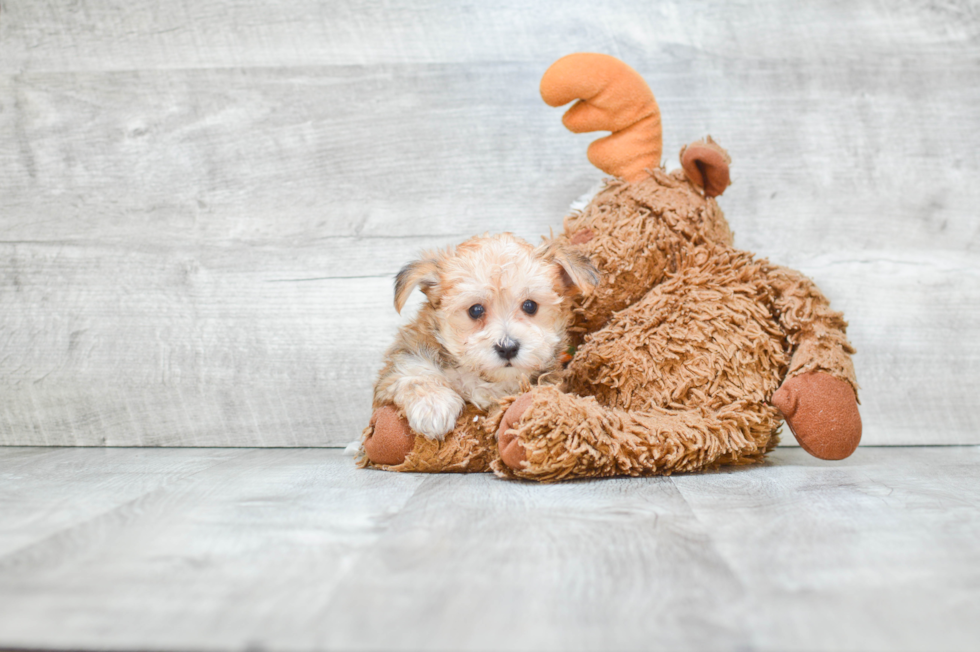 Morkie Pup Being Cute