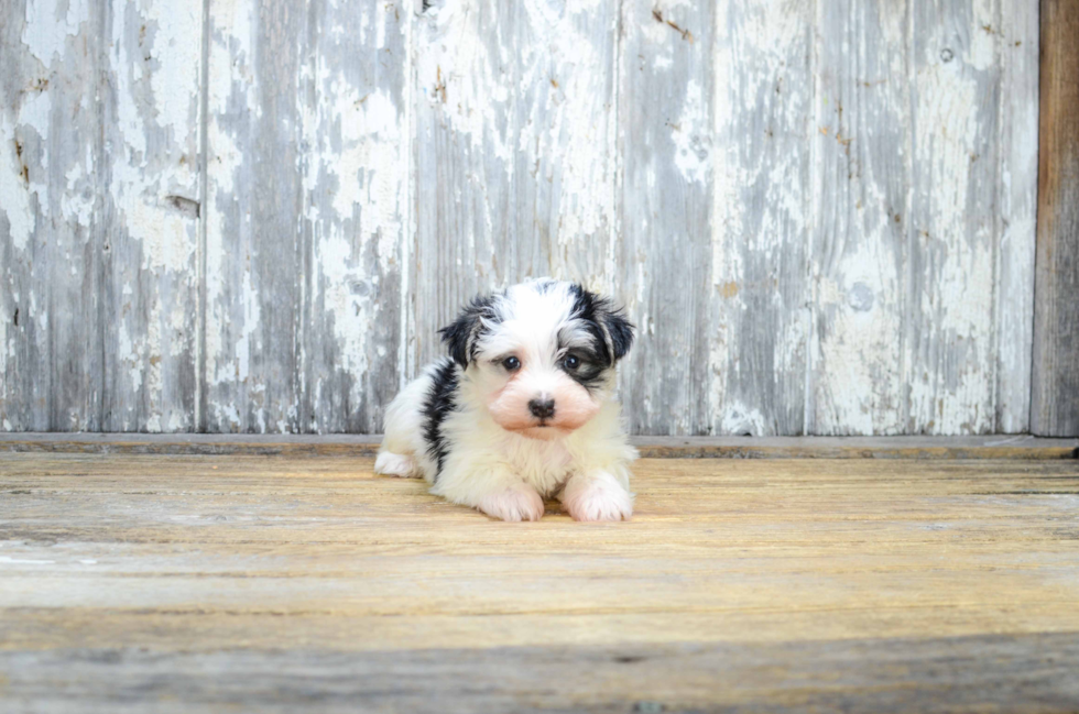 Smart Morkie Designer Pup