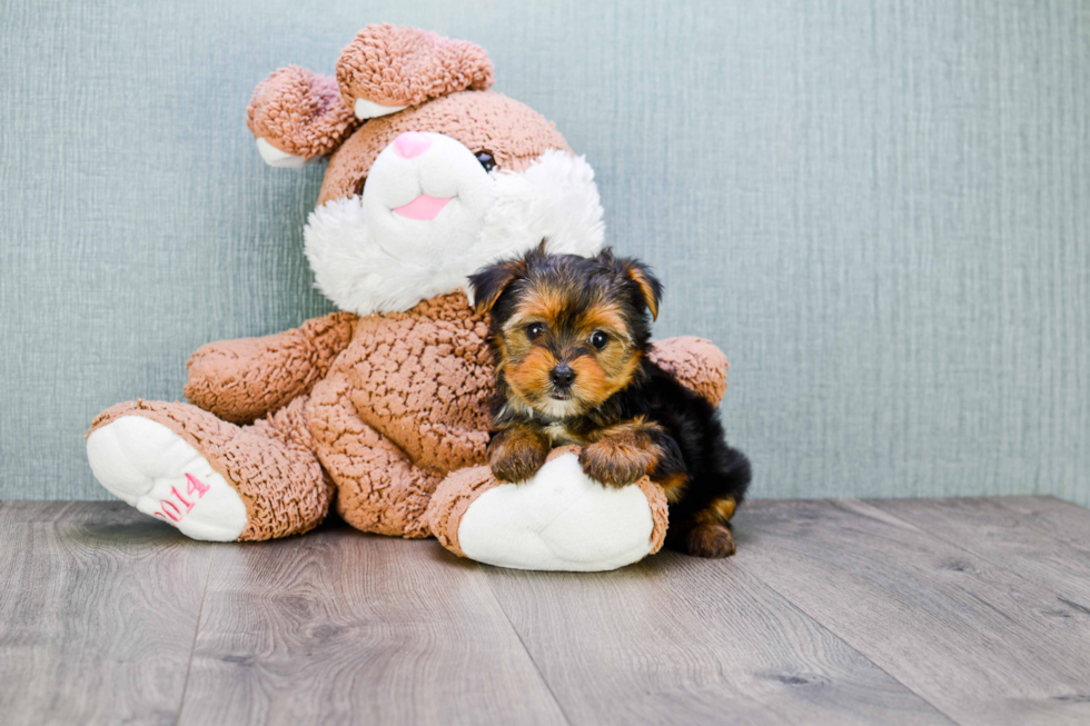 Meet Bronze - our Yorkshire Terrier Puppy Photo 