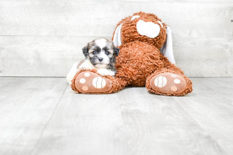 Playful Shi Chon Designer Puppy
