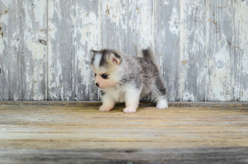 Adorable Mini Husky Designer Puppy