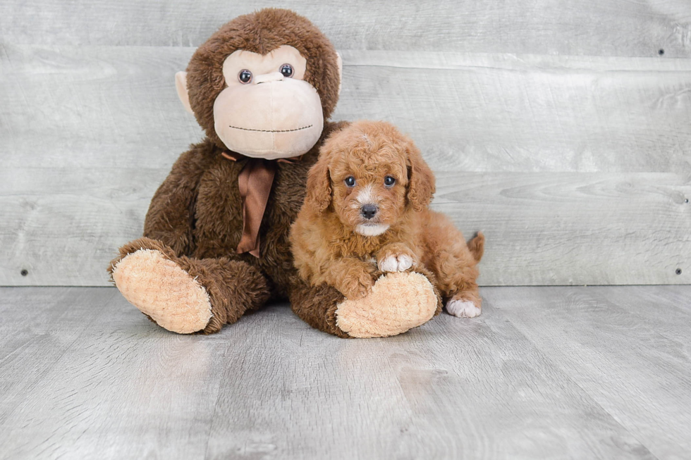 Playful Cavoodle Poodle Mix Puppy