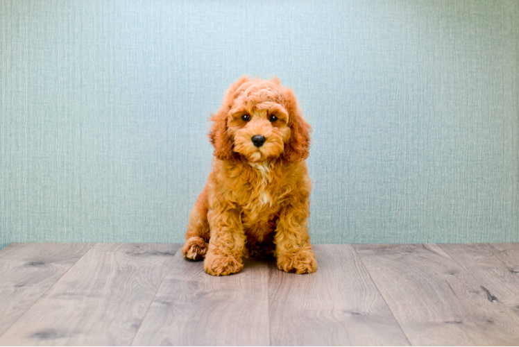 Cute Mini Goldendoodle Baby