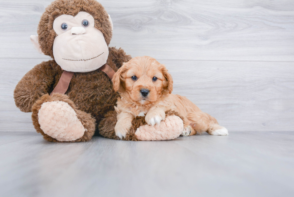 Cavapoo Puppy for Adoption