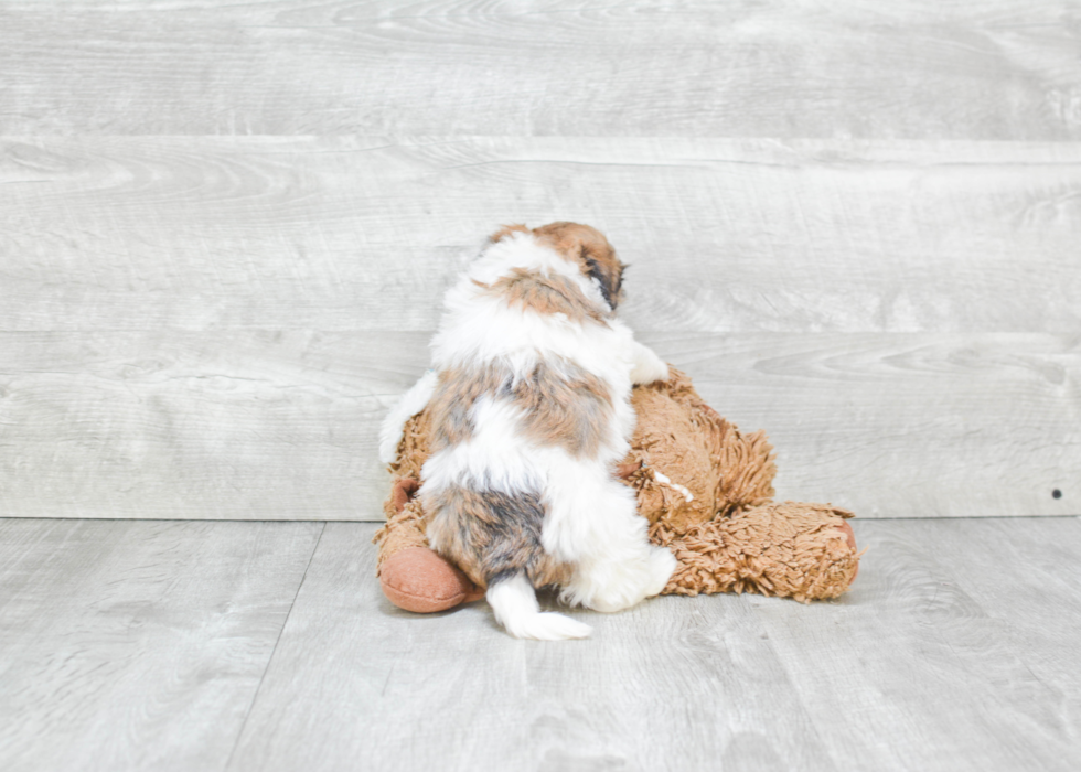 Popular Havanese Baby