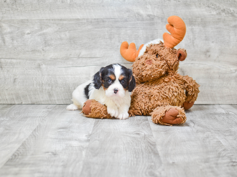 Hypoallergenic Cavalier King Charles Spaniel Purebred Pup