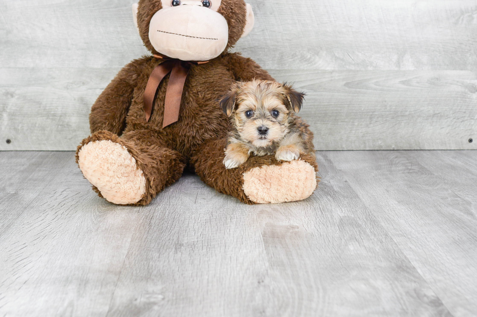 Fluffy Morkie Designer Pup