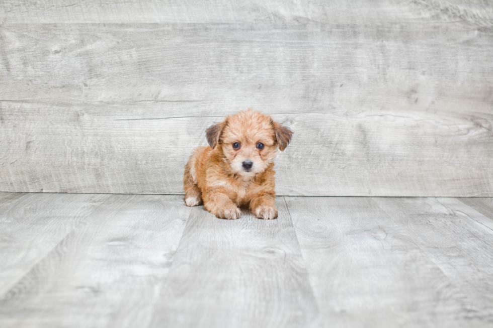 Petite Morkie Designer Pup
