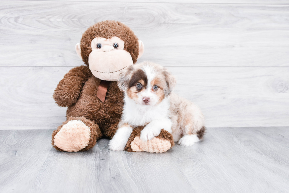 Mini Aussiedoodle Pup Being Cute