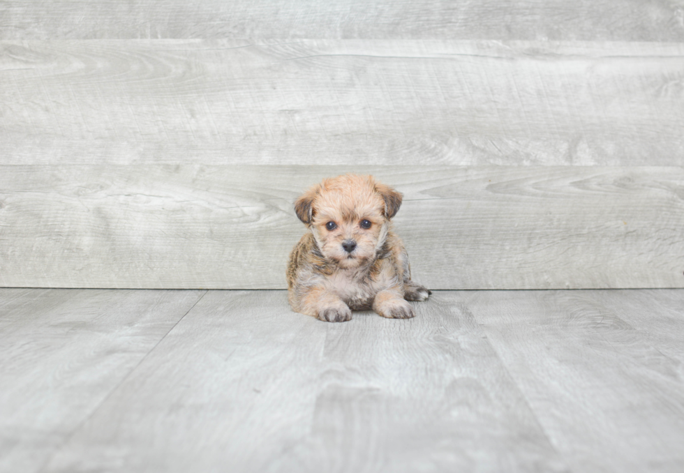 Morkie Pup Being Cute