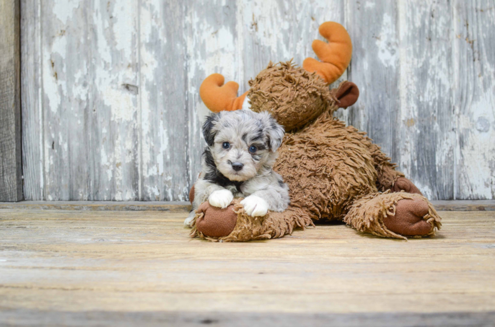 Best Mini Aussiedoodle Baby