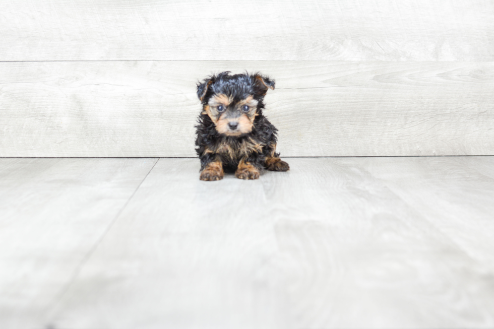 Petite Yorkie Poo Poodle Mix Pup