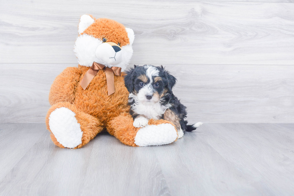 Energetic Bernadoodle Poodle Mix Puppy