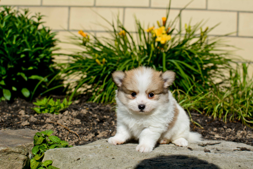 Friendly Maltipom Baby