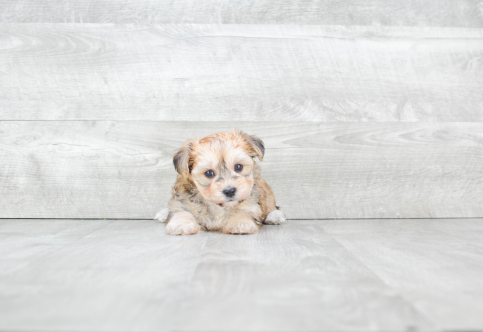 Morkie Pup Being Cute