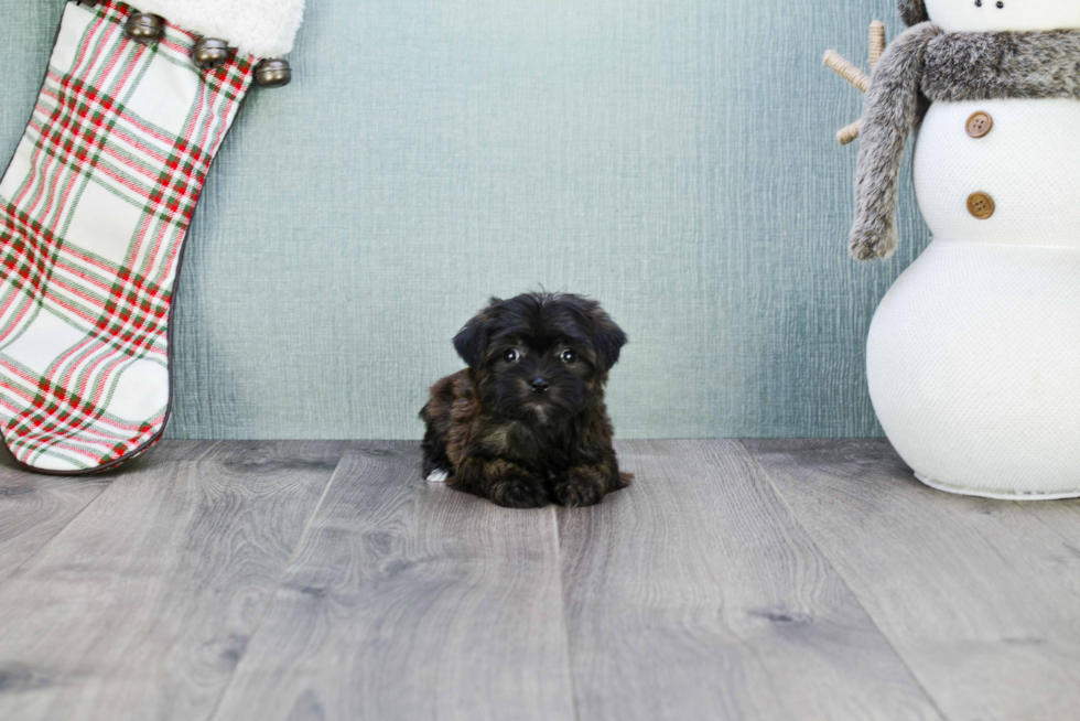 Morkie Pup Being Cute