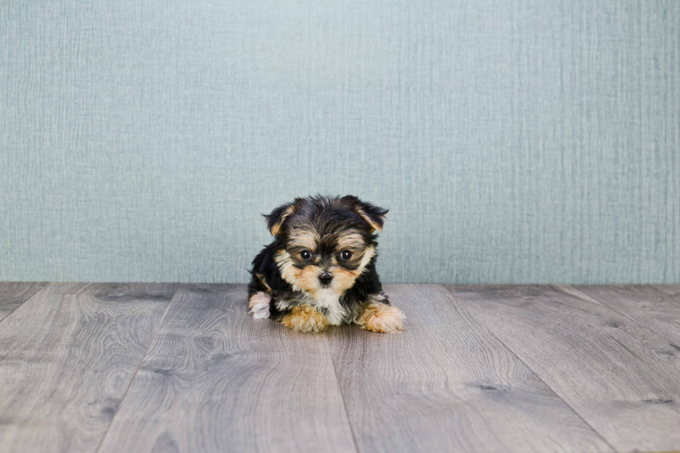 Friendly Morkie Baby