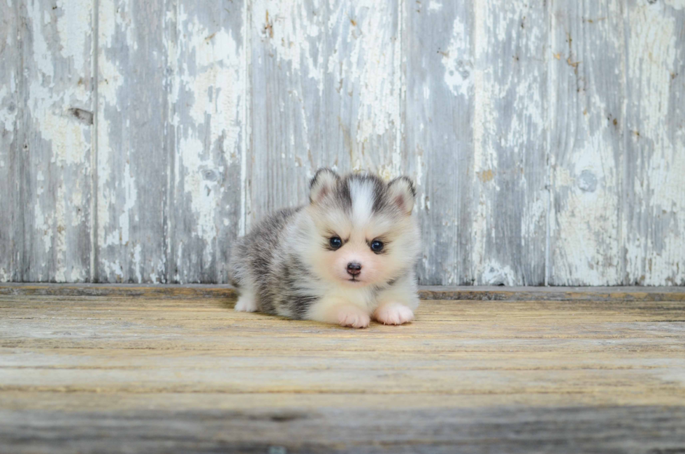 Pomsky Puppy for Adoption