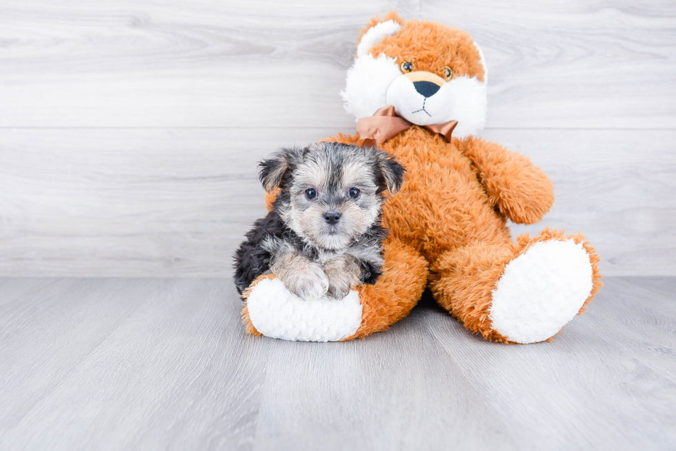 Hypoallergenic Yorkie Designer Puppy