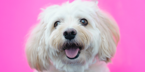 A Guide to the Best Maltese Haircuts