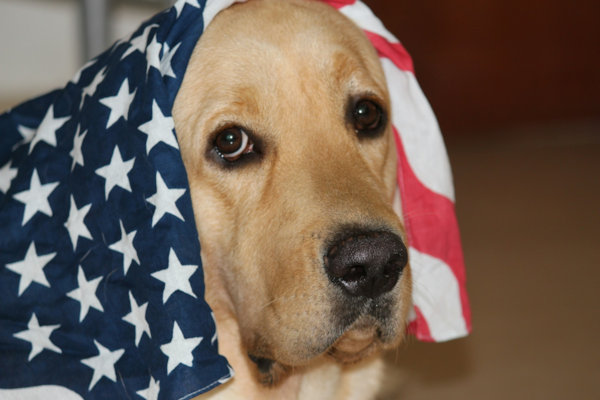 10 Expert Tips  to Keep Your Dog Safe During the 4th of July 