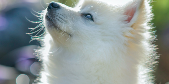 10 Pomeranian Mix Dogs You Never Heard Of - Part 1