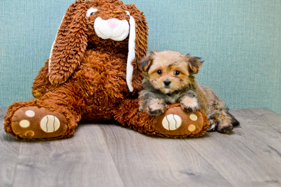 Cute Morkie Baby