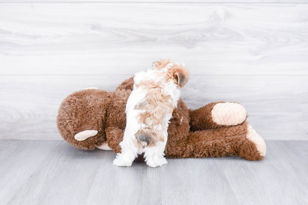 Morkie Pup Being Cute