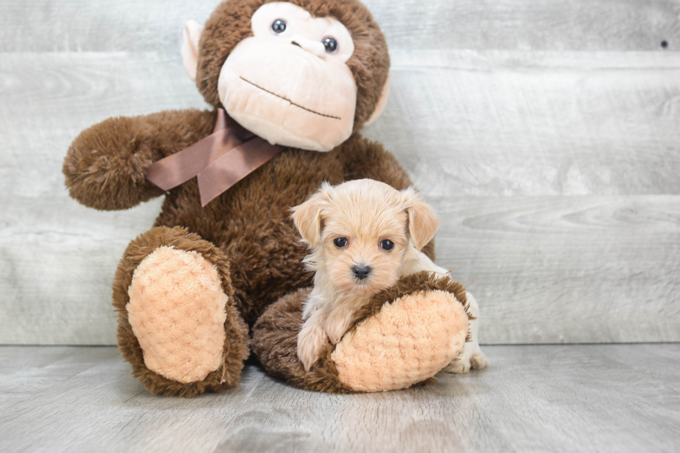 Energetic Maltepoo Poodle Mix Puppy